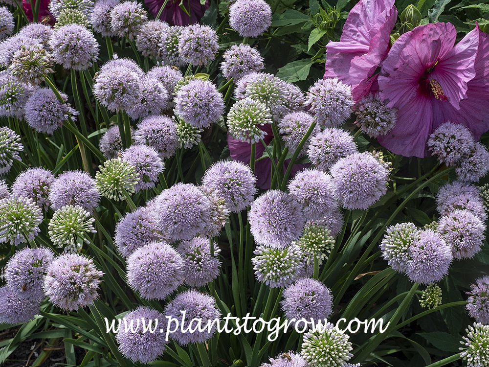 Allium 'Big Beauty' (Allium)
The large pink flower in the upper right hand corners is a Hibiscus.(end of July)